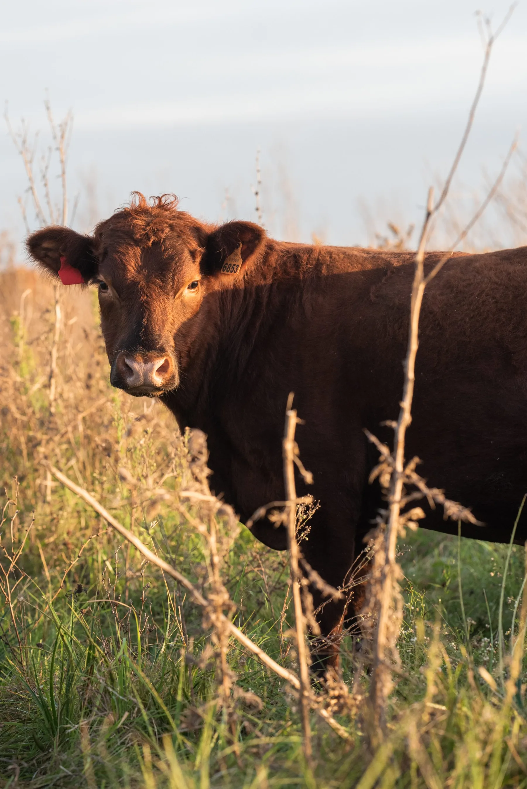 Rodeo Angus pastando en el campo