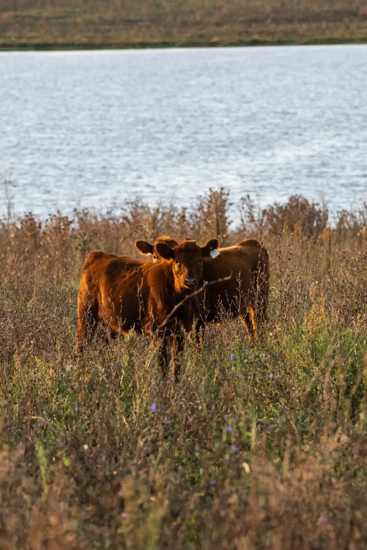 Rodeo Angus