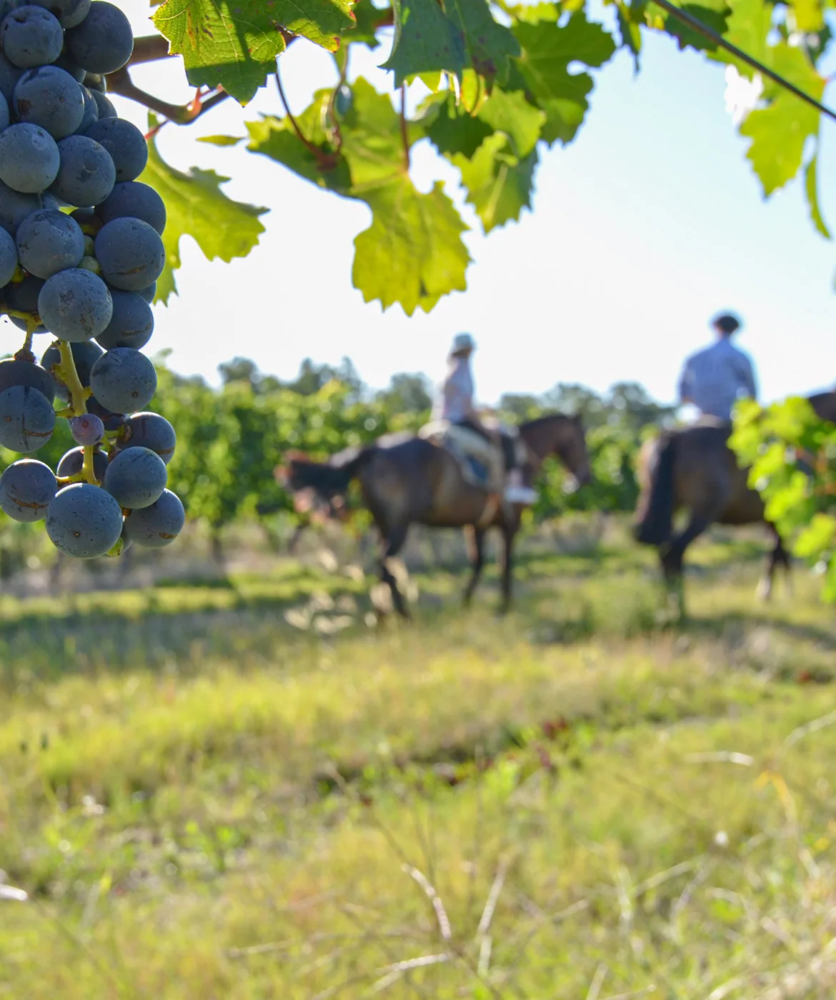 Recorrida a caballo entre los viñedos de Barras de Mahoma