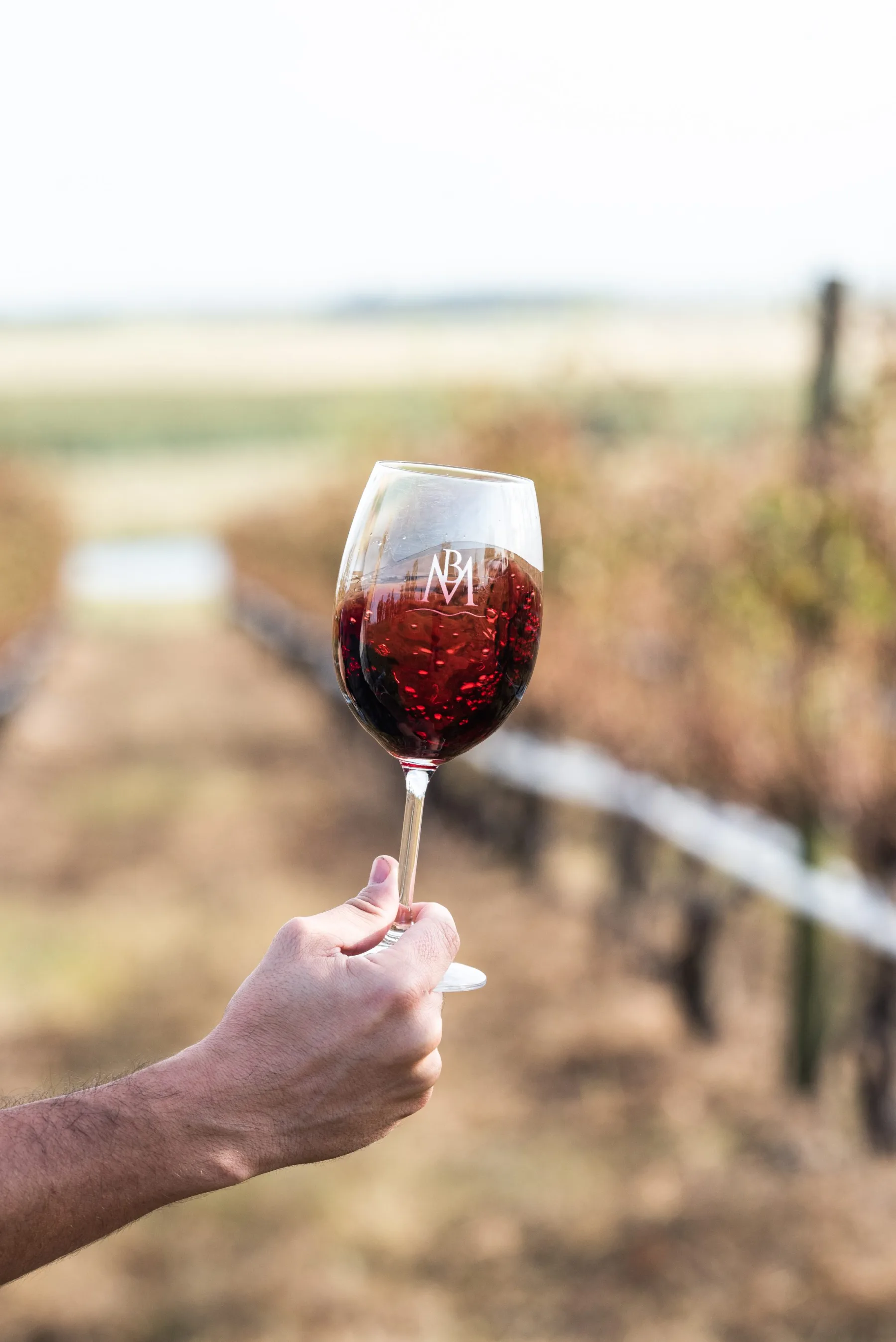 Copa de vino Barras de Mahoma alzada frente al viñedo