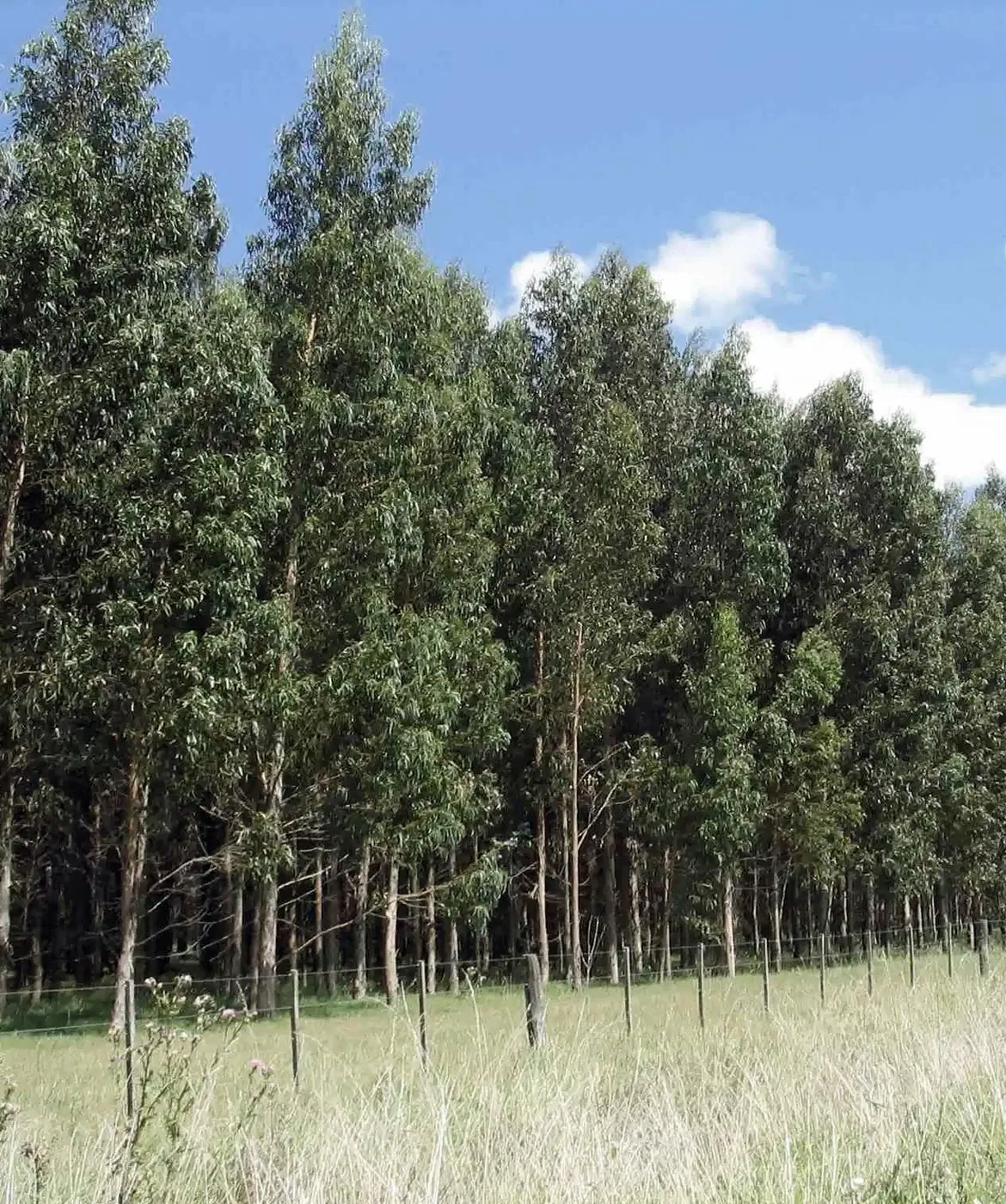 Monte forestal del establecimiento