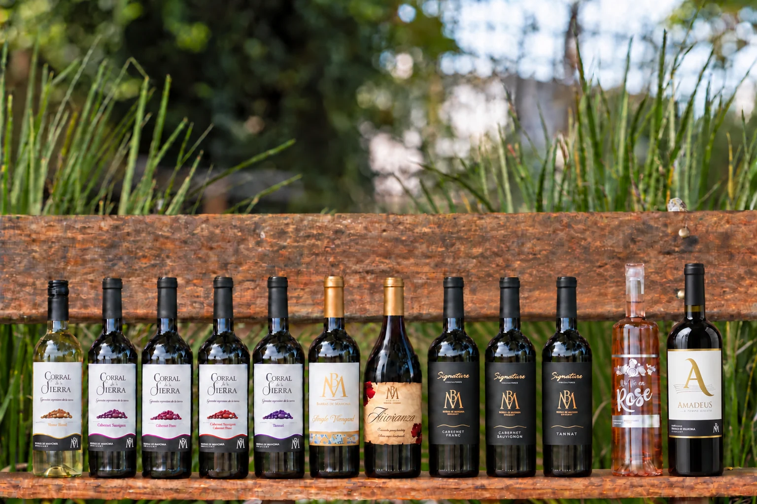 Los doce vinos de Barras de Mahoma, incluida la botella Amadeus con su silueta actual, sobre un banco de madera en el campo