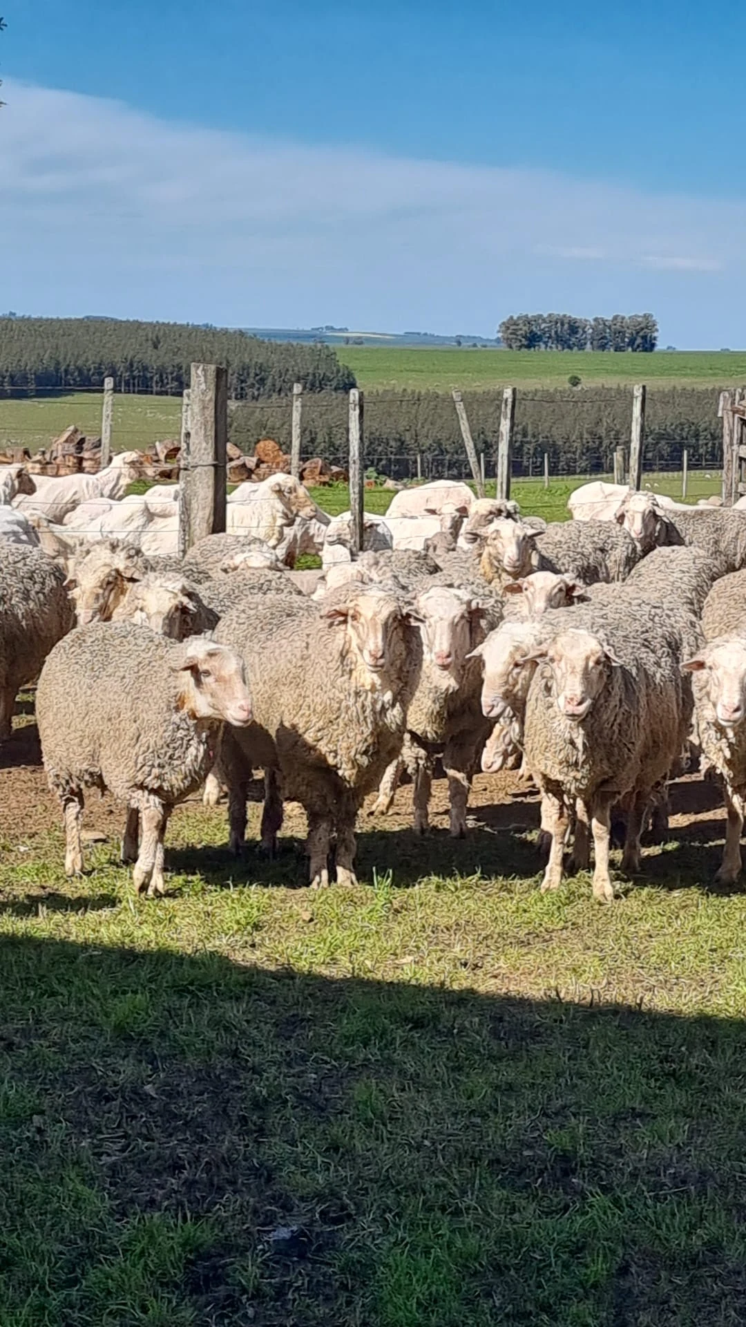 Ovejas Merino fino en primer plano, reunidas en los corrales del establecimiento