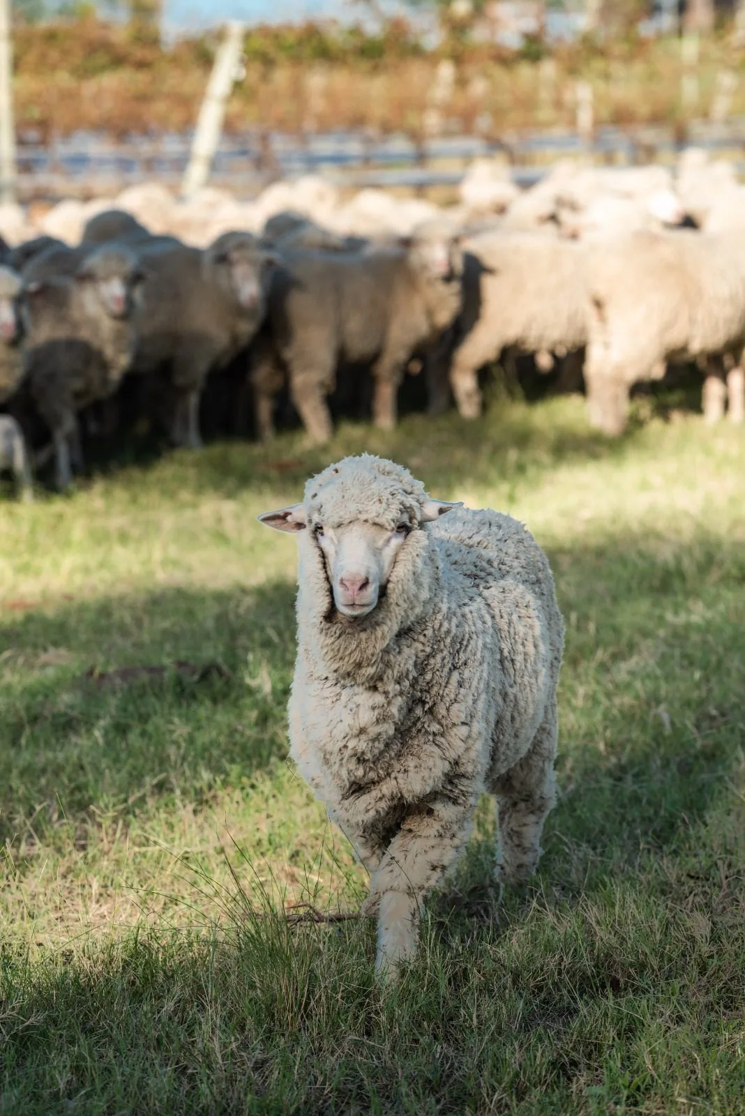 Oveja Merino fino en primer plano